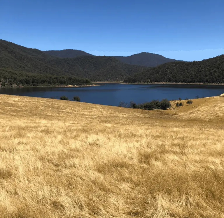 How Long Does Grass Live? Annuals And Perennials Explained