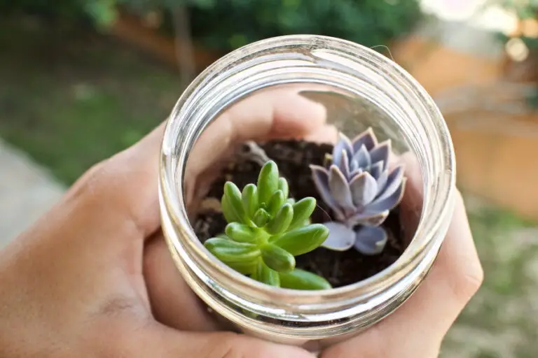 Can You Grow Plants In Glass Jars Containers Bottles 