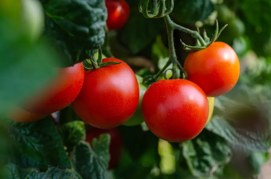 what-to-do-about-tomato-plant-leaves-drying-up-lawncaregrandpa