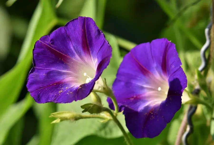 When Morning Glories Bloom And How To Encourage Them