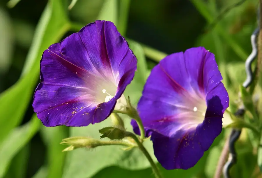 When Morning Glories Bloom And How To Encourage Them LawnCareGrandpa When Morning Glories Bloom And How To Encourage Them LawnCareGrandpa